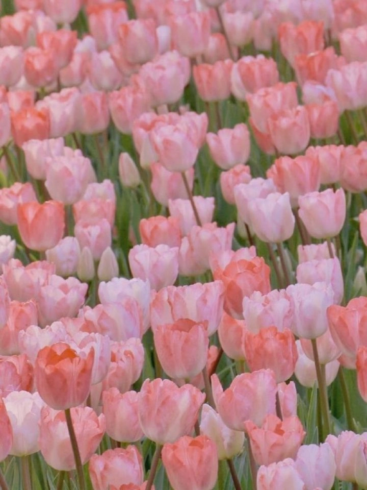 Hình nền điện thoại hoa tulip nhẹ nhàng