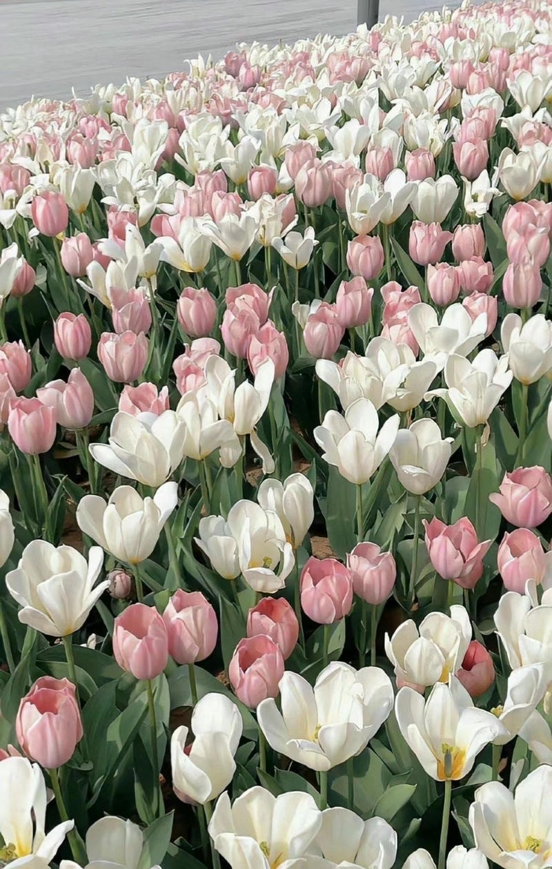 Hình ảnh bông hoa tulip rực rỡ thăng hoa