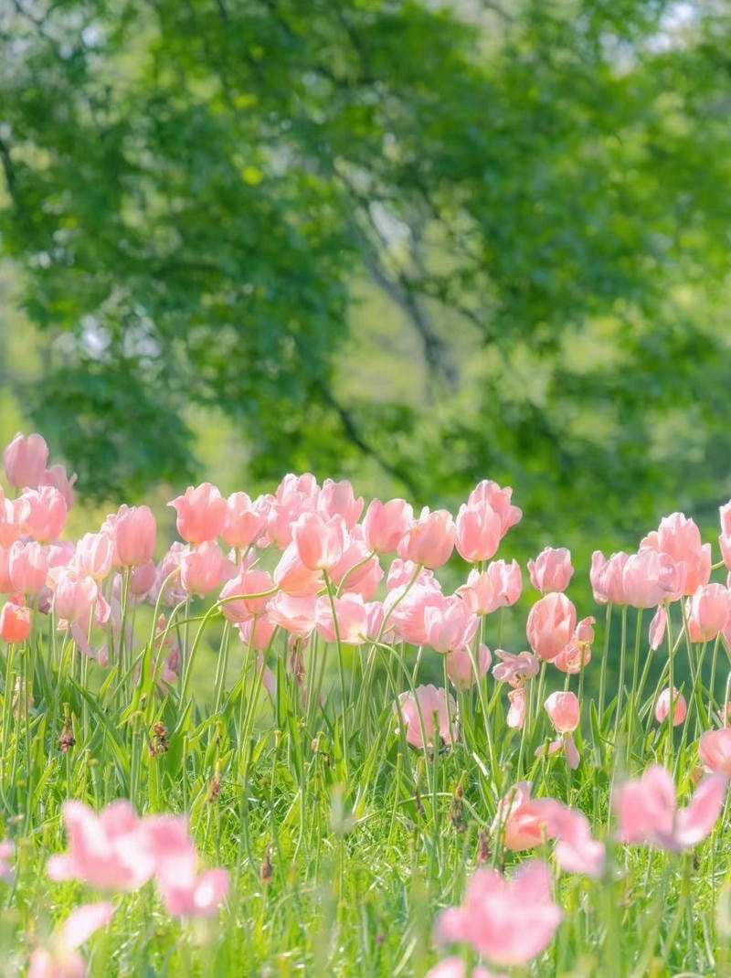 Hình ảnh hoa tulip chill đẹp nên thơ