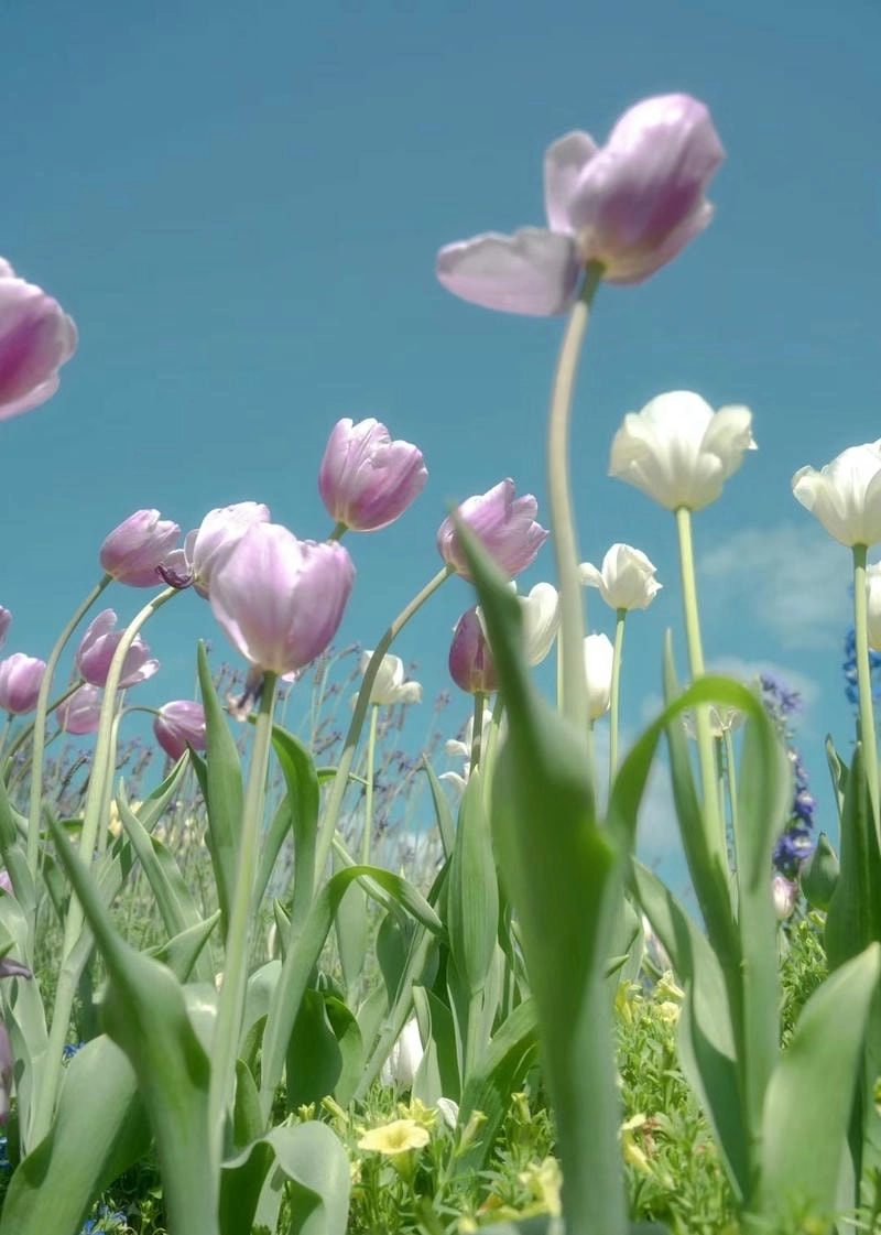 Ảnh bông hoa tulip mượt mà và tinh tế