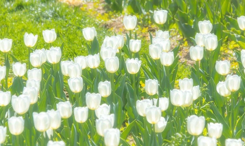 Hình nền hoa tulip rực rỡ nâng tầm màn hình