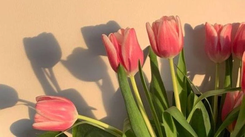 Ảnh hoa tulip bung nở trong từng khung hình