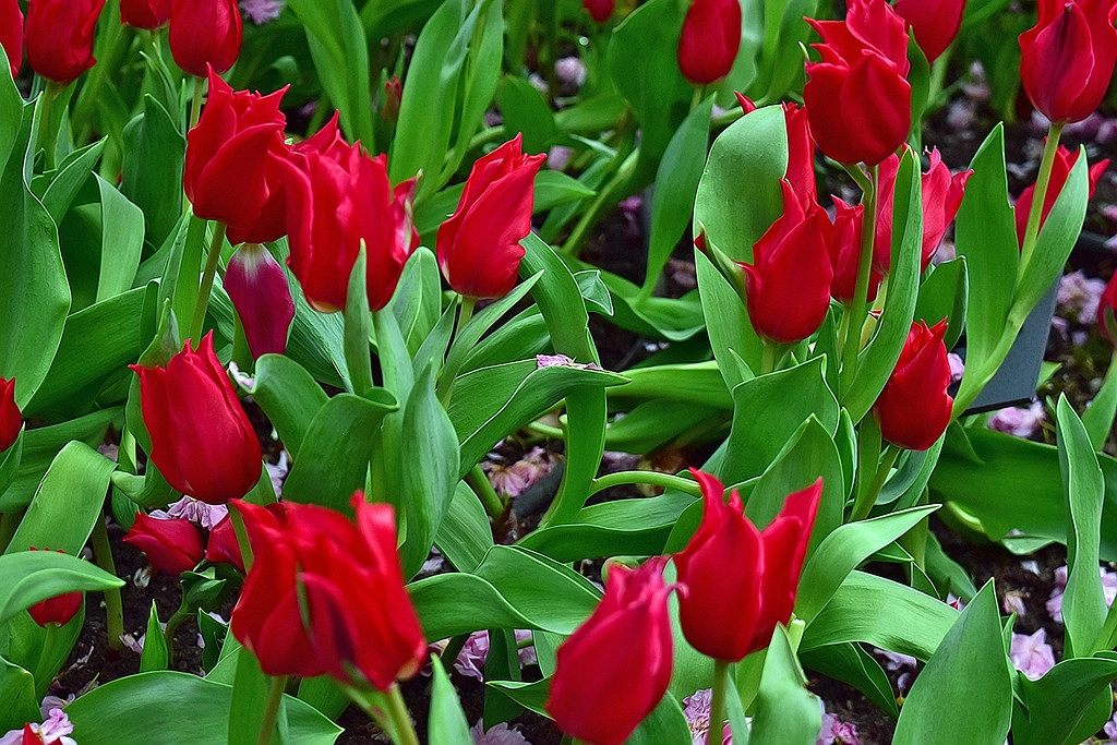 Hình nền đẹp hoa tulip thổi hồn thiên nhiên