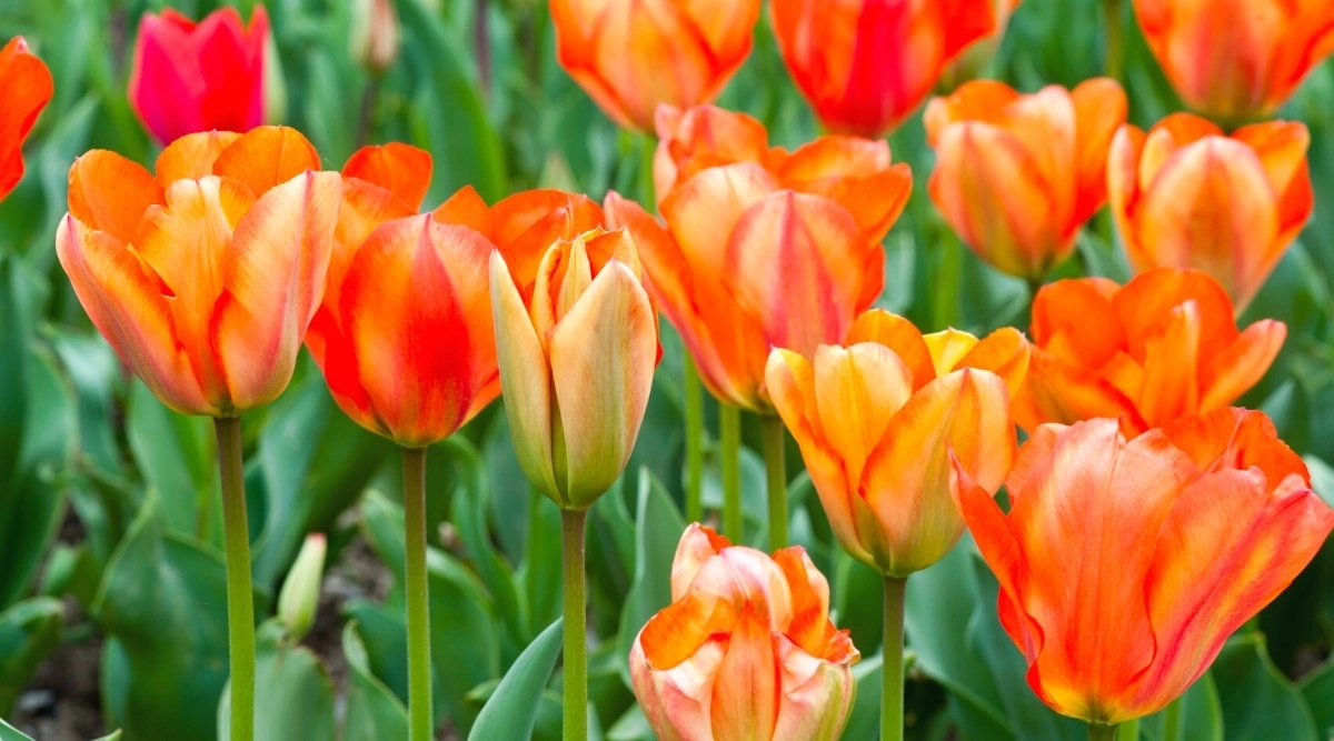 Tulip đẹp hình nền hoa tulip đầy thơ mộng