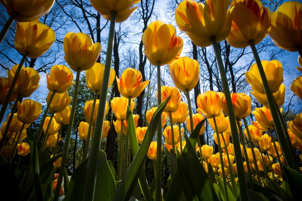 Wallpaper hoa tulip lung linh từng sắc độ