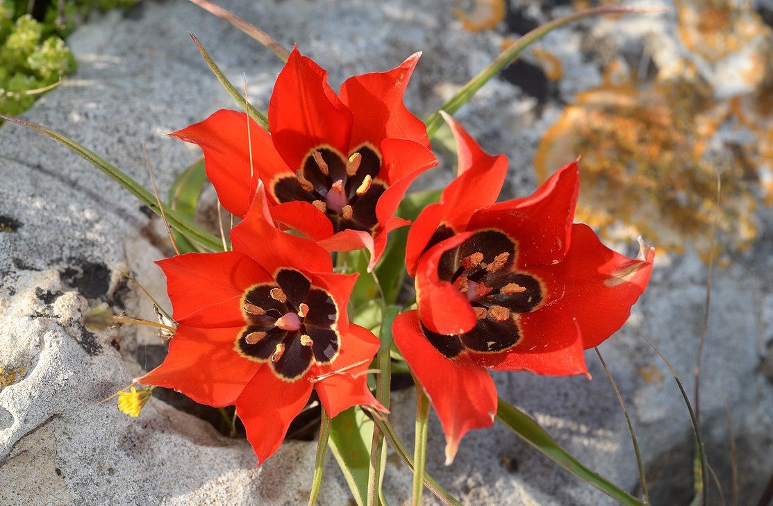 Hình nền hoa tulip đẹp cho máy tính chill