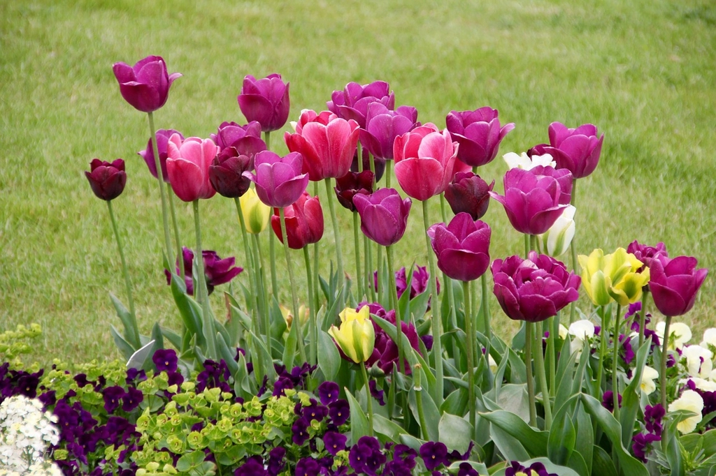 Ảnh nền máy tính hoa tulip cực quyến rũ