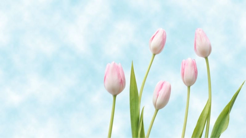 Ảnh đẹp hoa tulip khiến tim bừng sáng