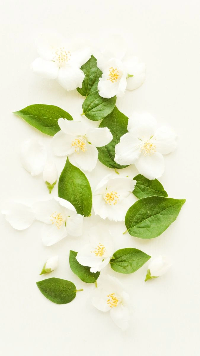 Hoa nhài hình nền điện thoại nhẹ nhàng