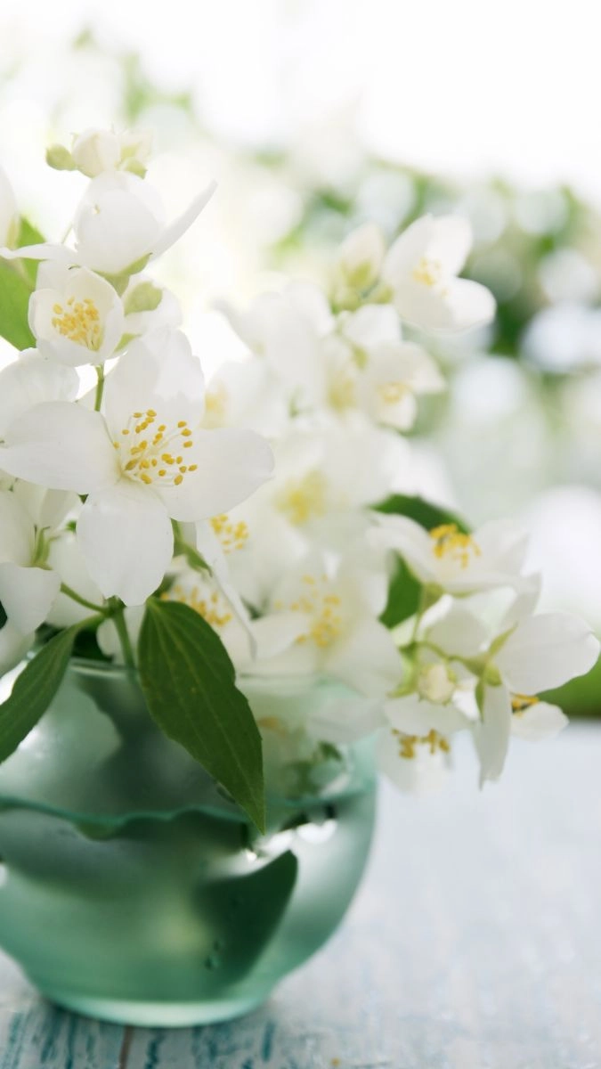 Hình nền hoa nhài cho iphone sang trọng