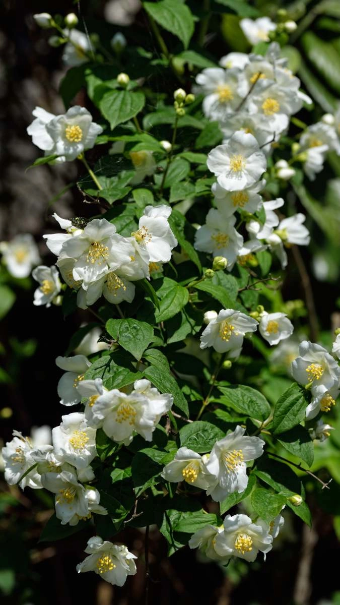 Hình nền iphone hoa nhài tinh khôi