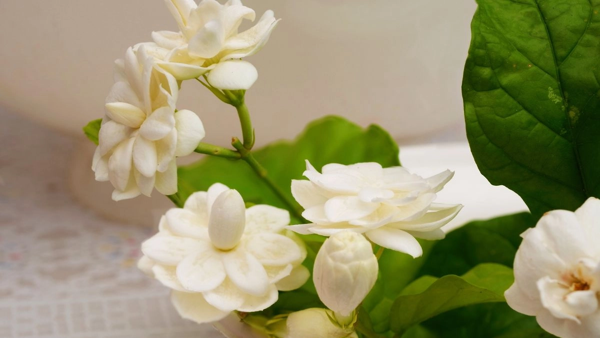 Hình nền hoa nhài cho máy tính nhẹ nhàng