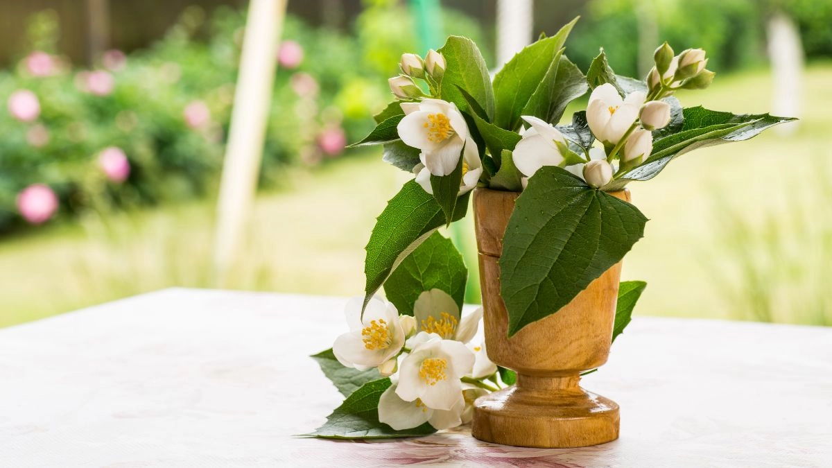 Hình nền hoa nhài dịu dàng thanh lịch