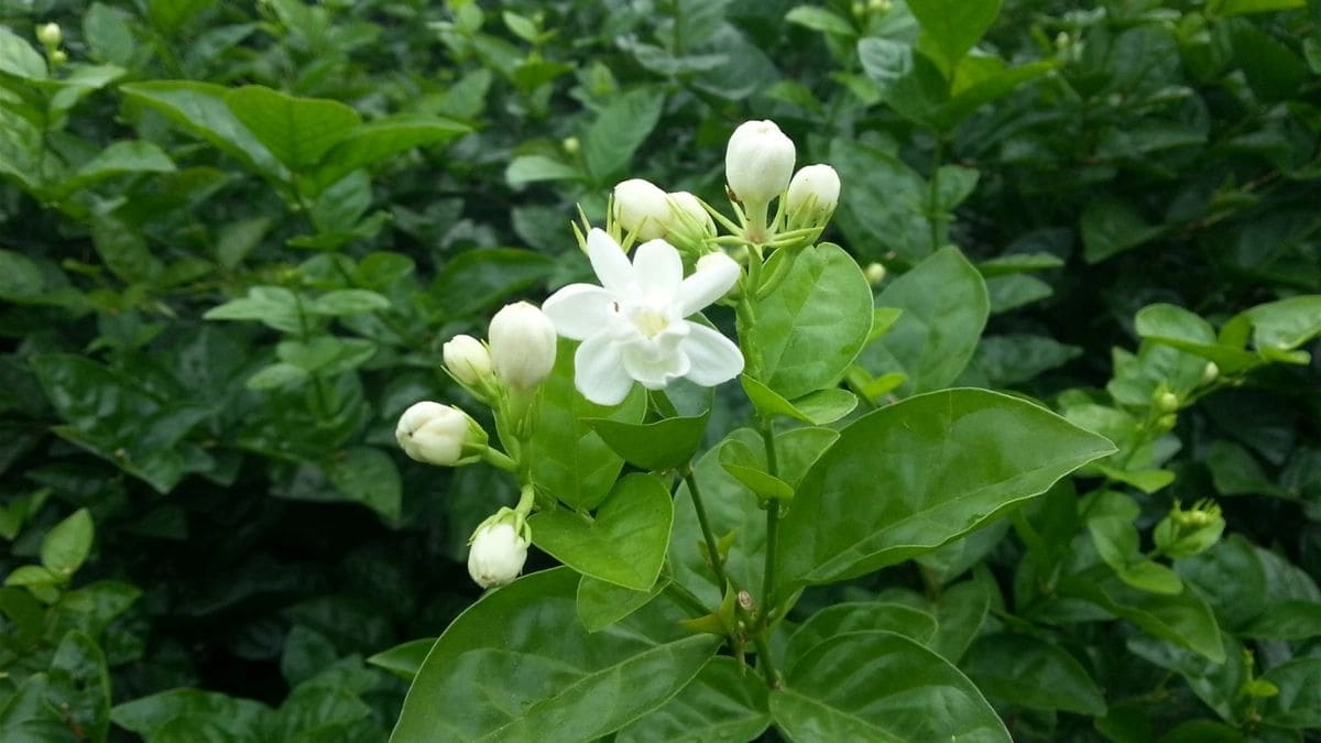 Hình nền hoa nhài may mắn thanh tao