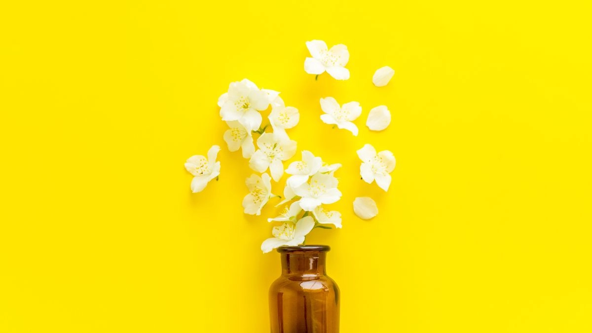 Hình ảnh hoa nhài đẹp nhẹ nhàng