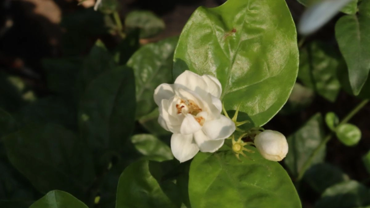 Hình nền hoa nhài đẹp tinh tế tự nhiên