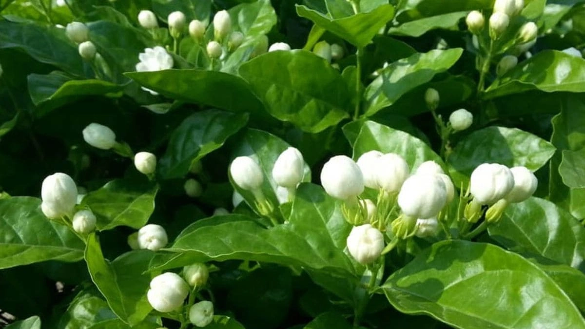 Ý nghĩa hoa hình nền hoa nhài đẹp