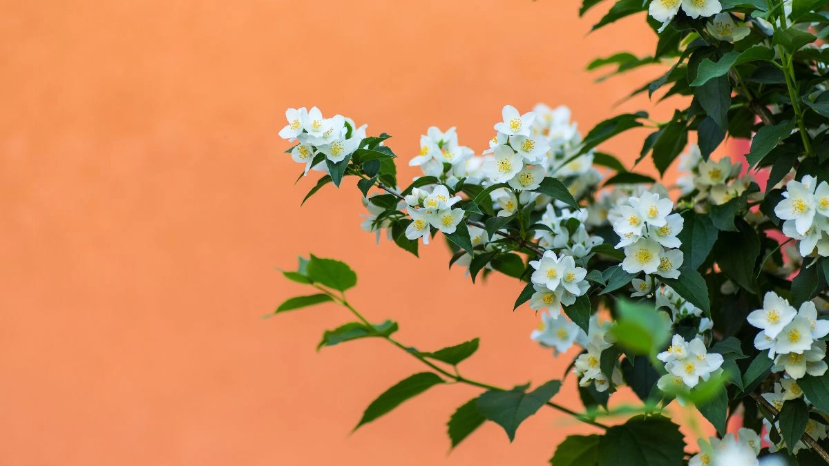 Ảnh hình nền hoa nhài trong trẻo