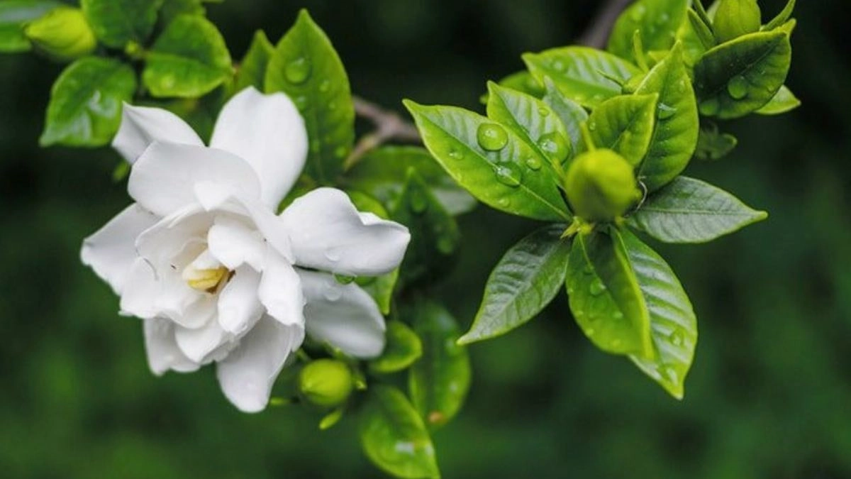 Ảnh nền hoa nhài đẹp mộc mạc