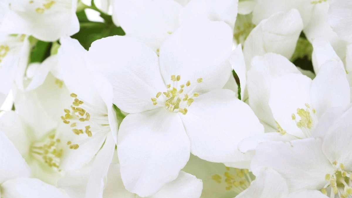 Ảnh hoa nhài trắng tinh khôi