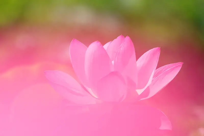 Background hình nền màu hồng tươi sáng đáng yêu