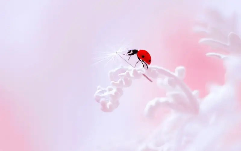 Hình nền PowerPoint màu hồng nhạt tinh tế thanh lịch