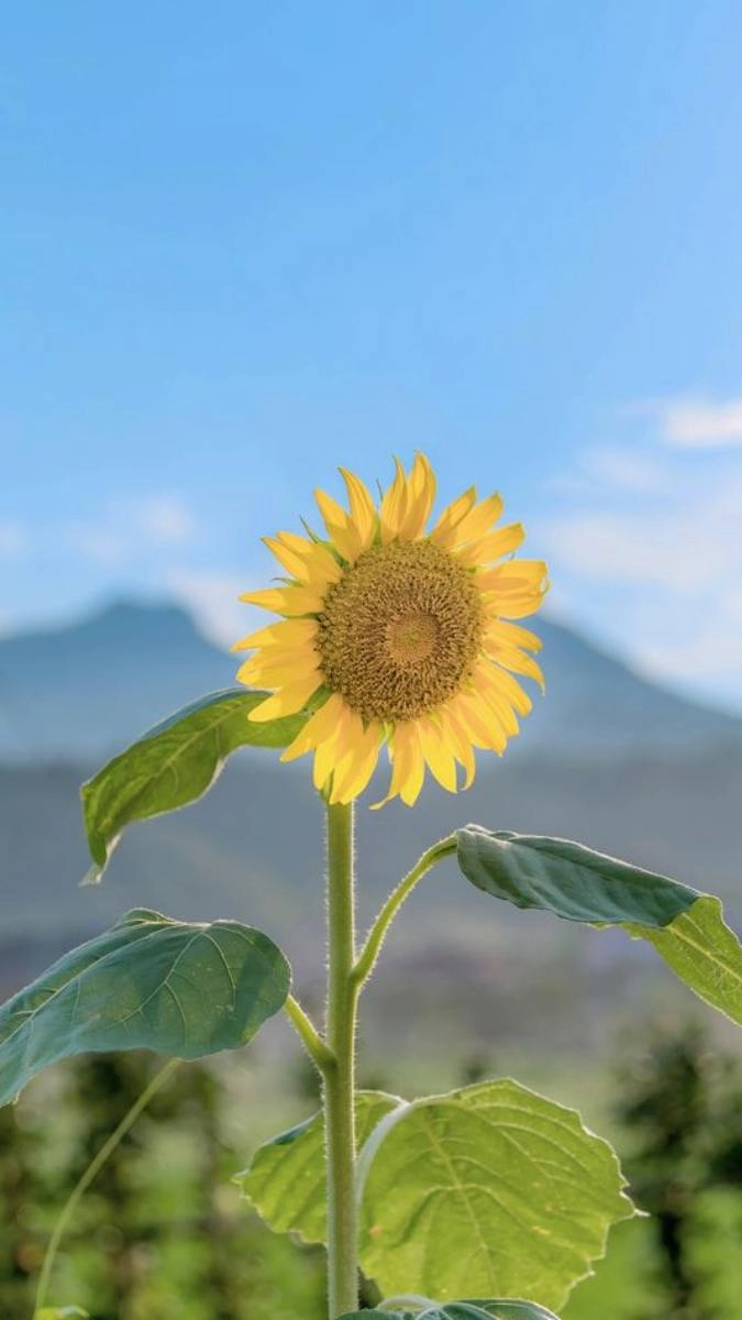 Hình nền hoa hướng dương cho điện thoại sang trọng