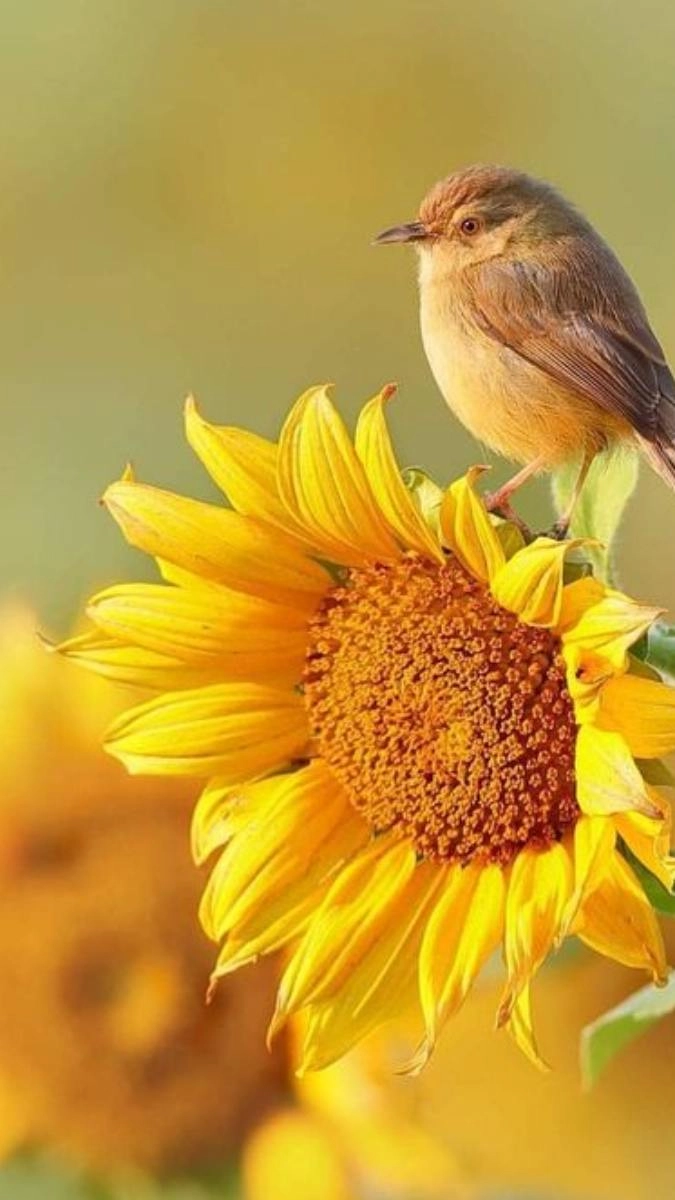 Ảnh nền điện thoại hoa hướng dương ngọt ngào