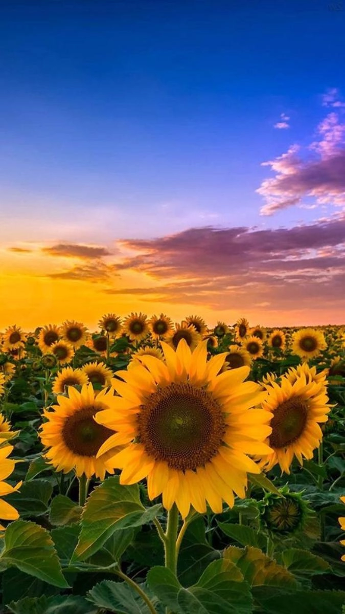 Hình nền hoa hướng dương cho iPhone tuyệt đẹp