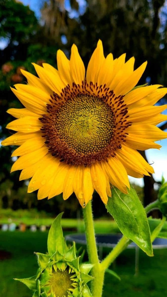 Hình ảnh hoa hướng dương tươi sáng rạng rỡ