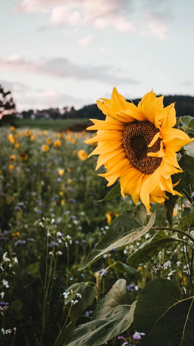 Hoa hướng dương hình ảnh đầy sức sống