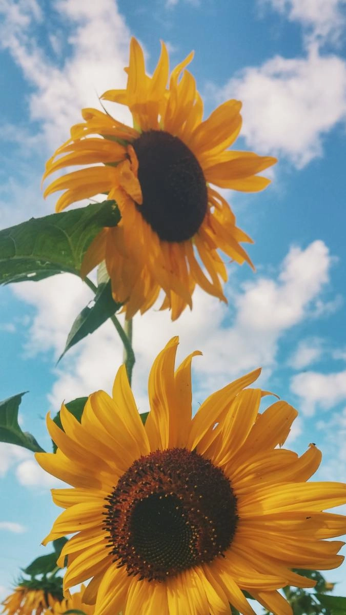 Hoa hướng dương làm hình nền mềm mại