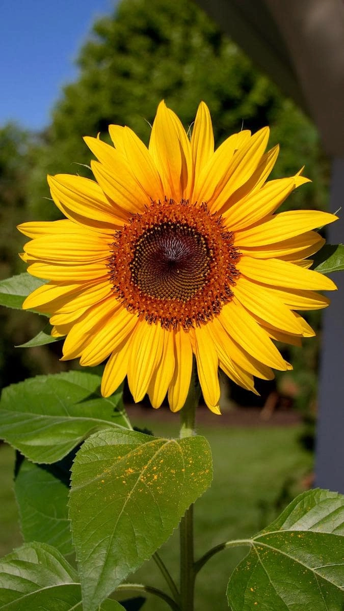 Hình nền hoa hướng dương cuốn hút mọi ánh nhìn