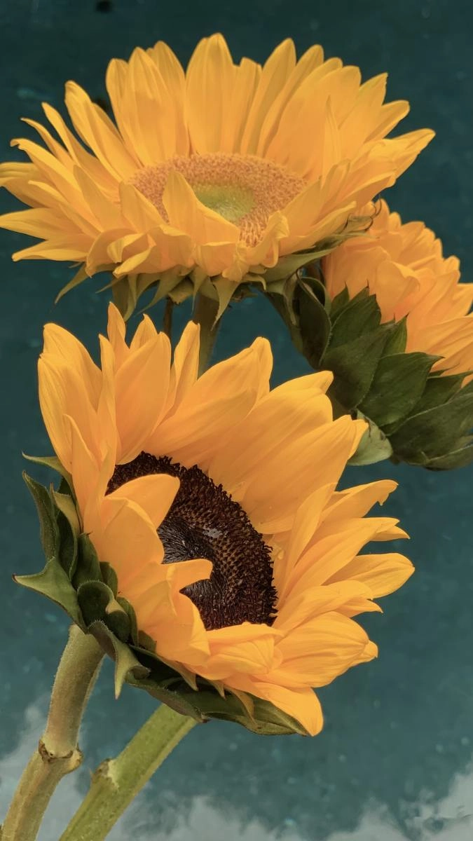 Hoa hướng dương hình ảnh rực rỡ màu sắc