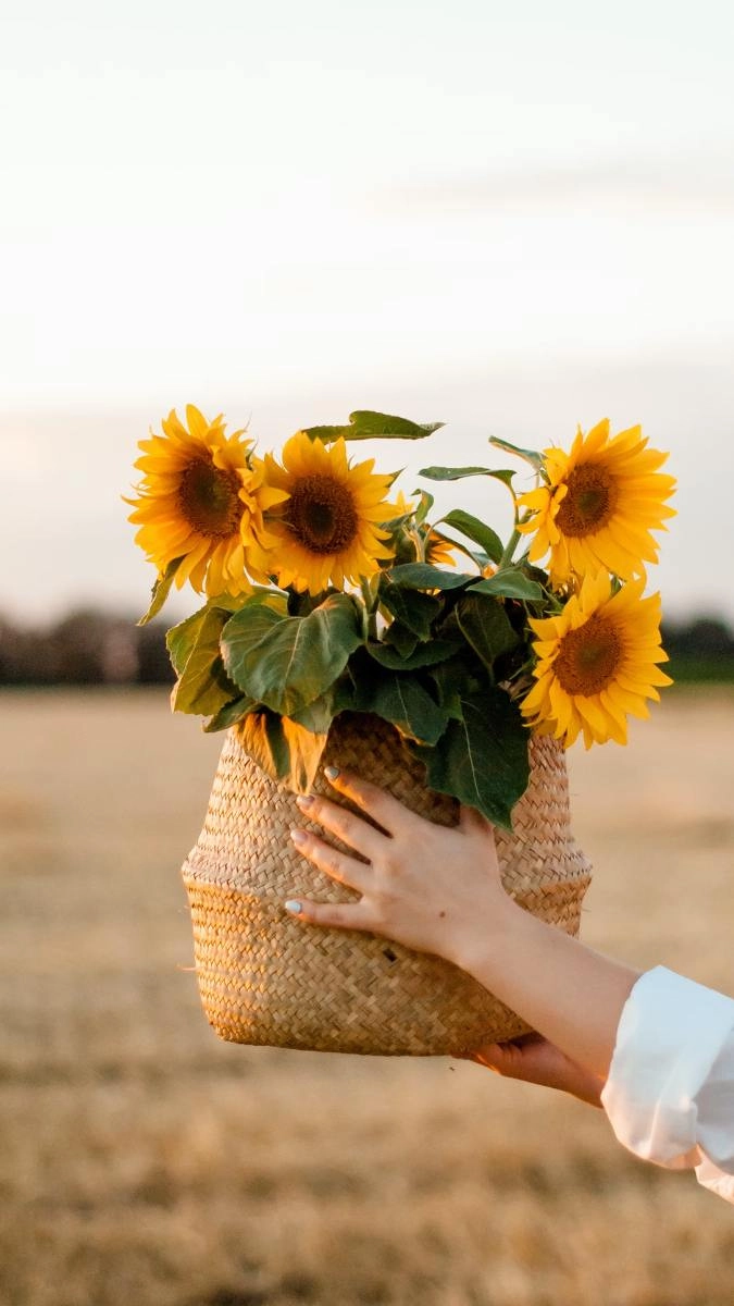 Hoa hướng dương làm hình nền ấm áp