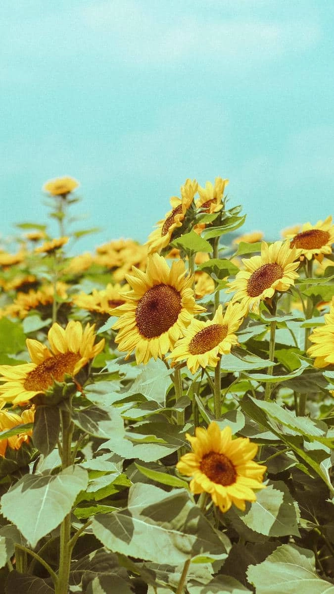 Hình hoa hướng dương đẹp dịu dàng tự nhiên