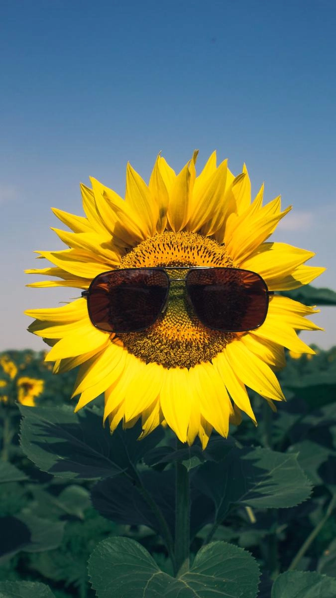 Hình nền hoa hướng dương đẹp nhất mọi thời đại