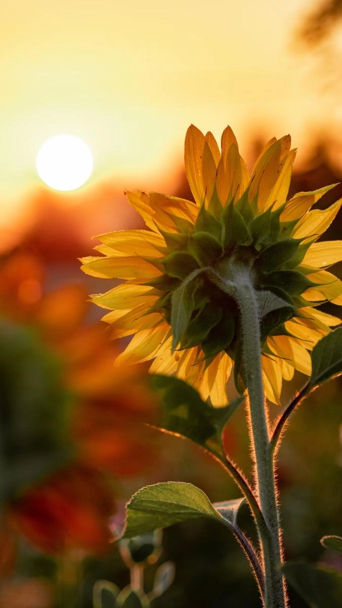 Hình nền hướng dương truyền cảm hứng tích cực