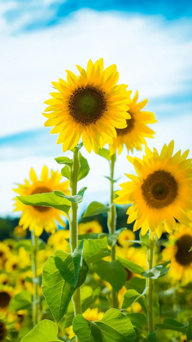 Hình nền đẹp hoa hướng dương sáng bừng không gian