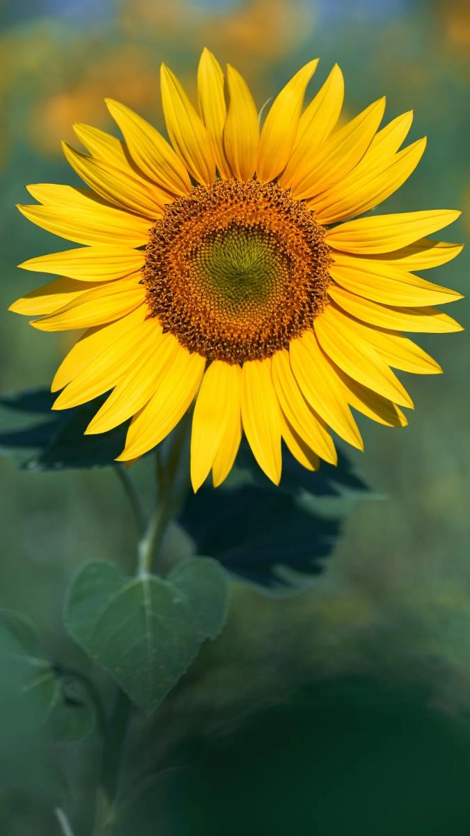 Nền hoa hướng dương tạo điểm nhấn đặc biệt