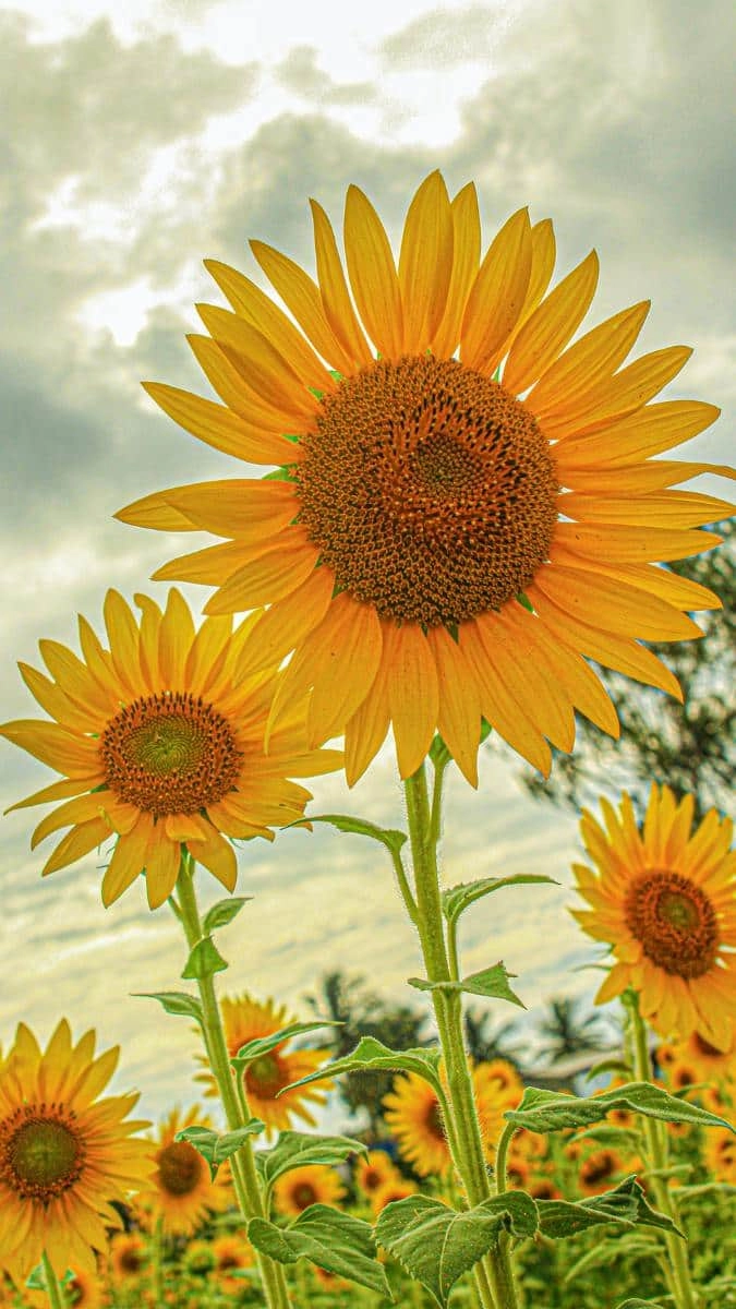 Nền hoa hướng dương đẹp thanh lịch và sang trọng