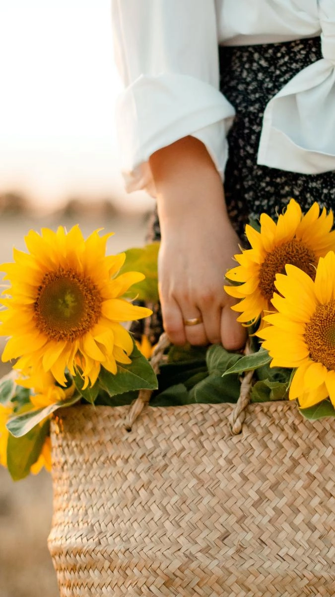 Phông nền hoa hướng dương mềm mại tinh tế