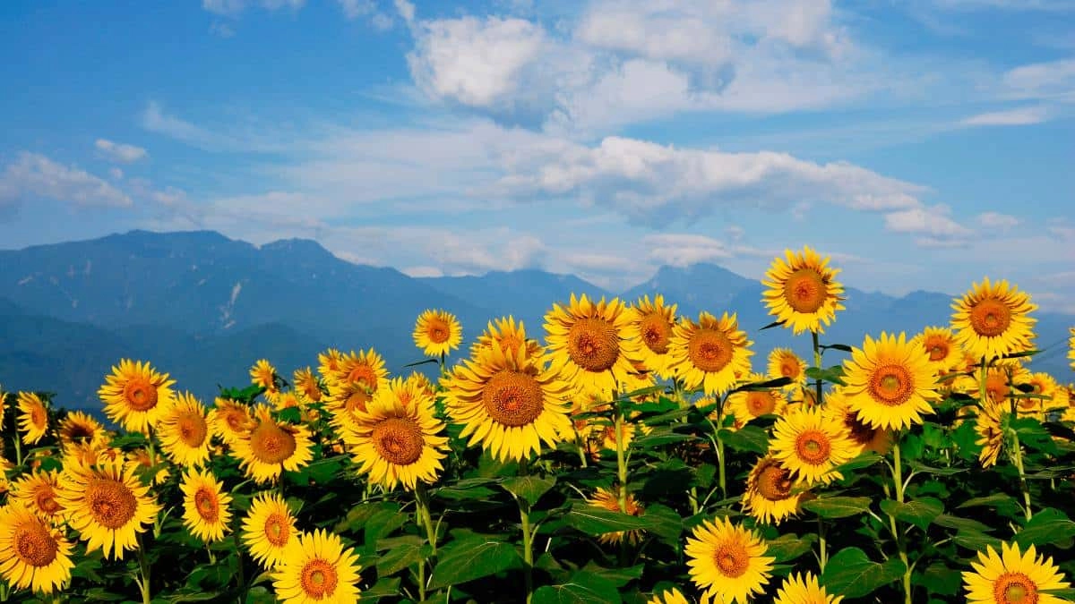 Hình nền hoa hướng dương rực rỡ ánh vàng