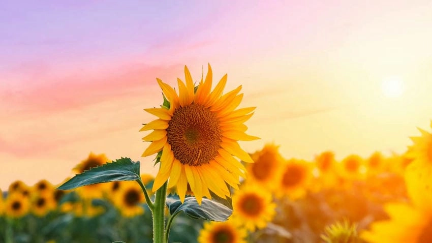 Hình nền laptop hoa hướng dương dịu mắt