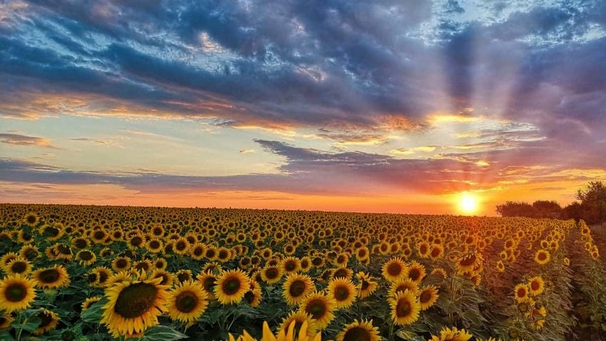 Hình ảnh đẹp hoa hướng dương lôi cuốn