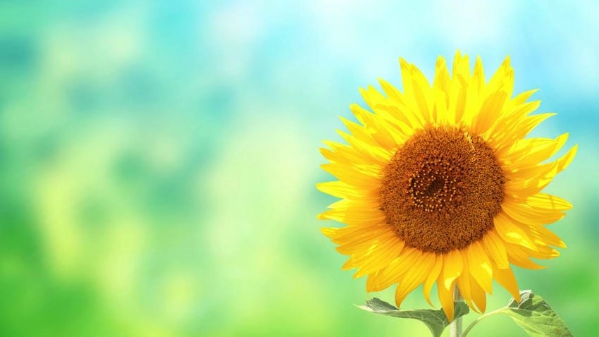 Ảnh hoa hướng dương đẹp tràn đầy hy vọng