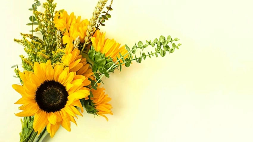 Ảnh nền hoa hướng dương đậm chất nghệ thuật