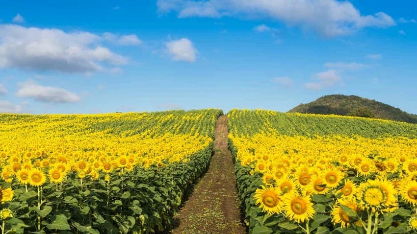Ảnh nền hoa hướng dương đẹp và ấn tượng
