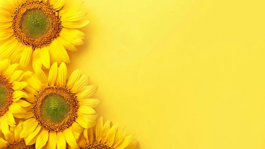 Ảnh nền đẹp hoa hướng dương sắc nét