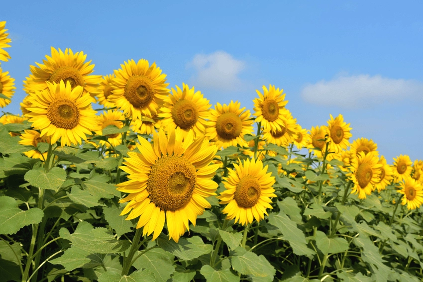 Hoa hướng dương hình nền máy tính đẹp mắt